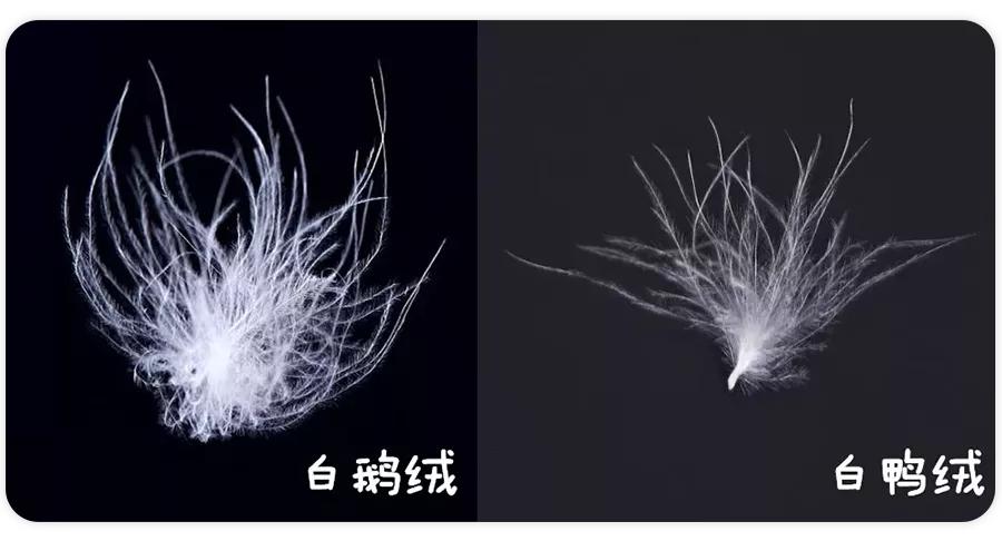 100多元的羽绒服翻车,羽绒服卖上万元被罚