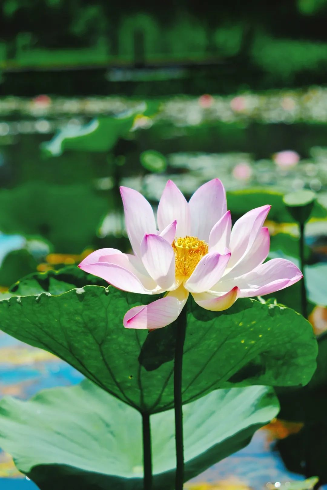 小暑已至！夏日顶流登场，一池荷风，满院莲香，惊艳了整个夏天！