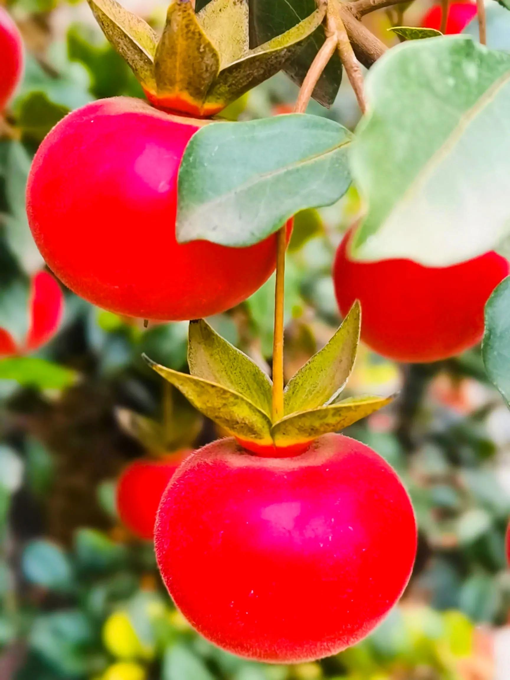 阴雨雾霾天逛月亮湾花市，郁闷不见了，心情舒朗愉悦