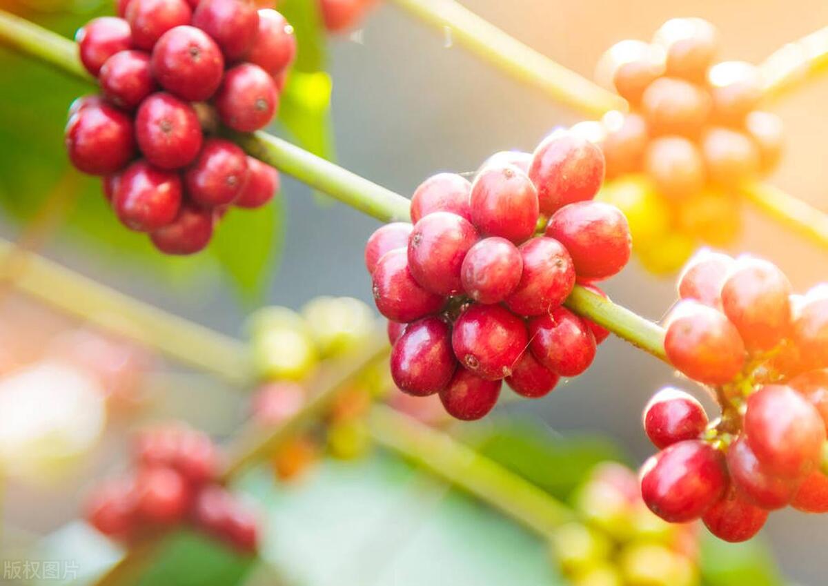 新手入门买什么咖啡豆,咖啡爱好者咖啡豆选购