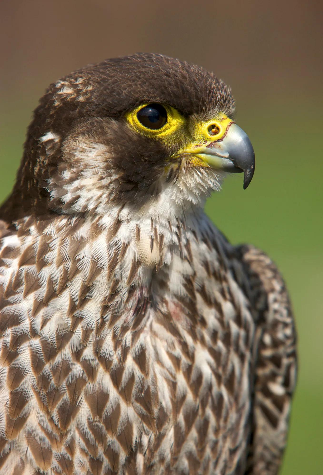 游隼幼鸟,游隼捕猎视频