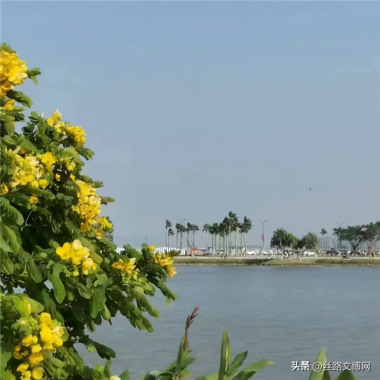 黄河名家‖诗咏魅力珠海