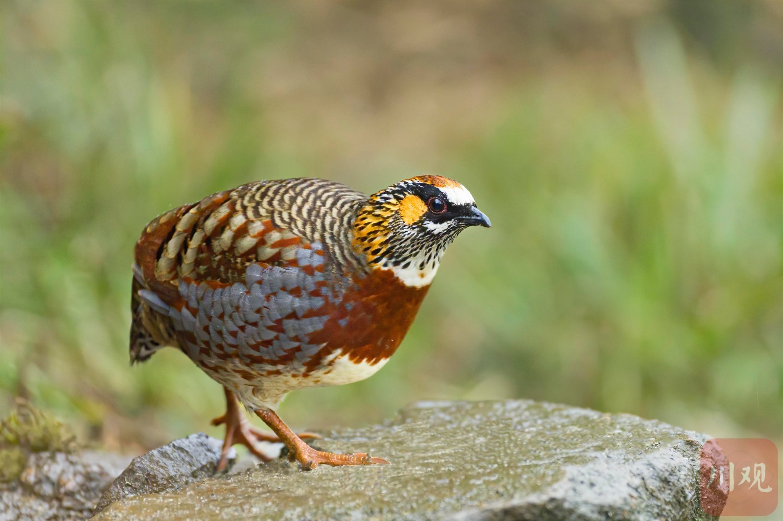 宜宾市屏山——鸟踏春色