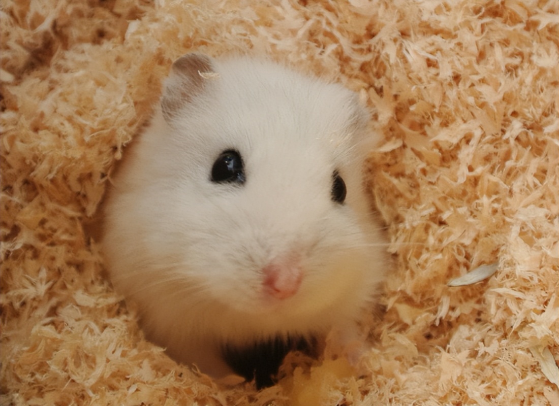 仓鼠的一生全集,仓鼠的一生好看吗