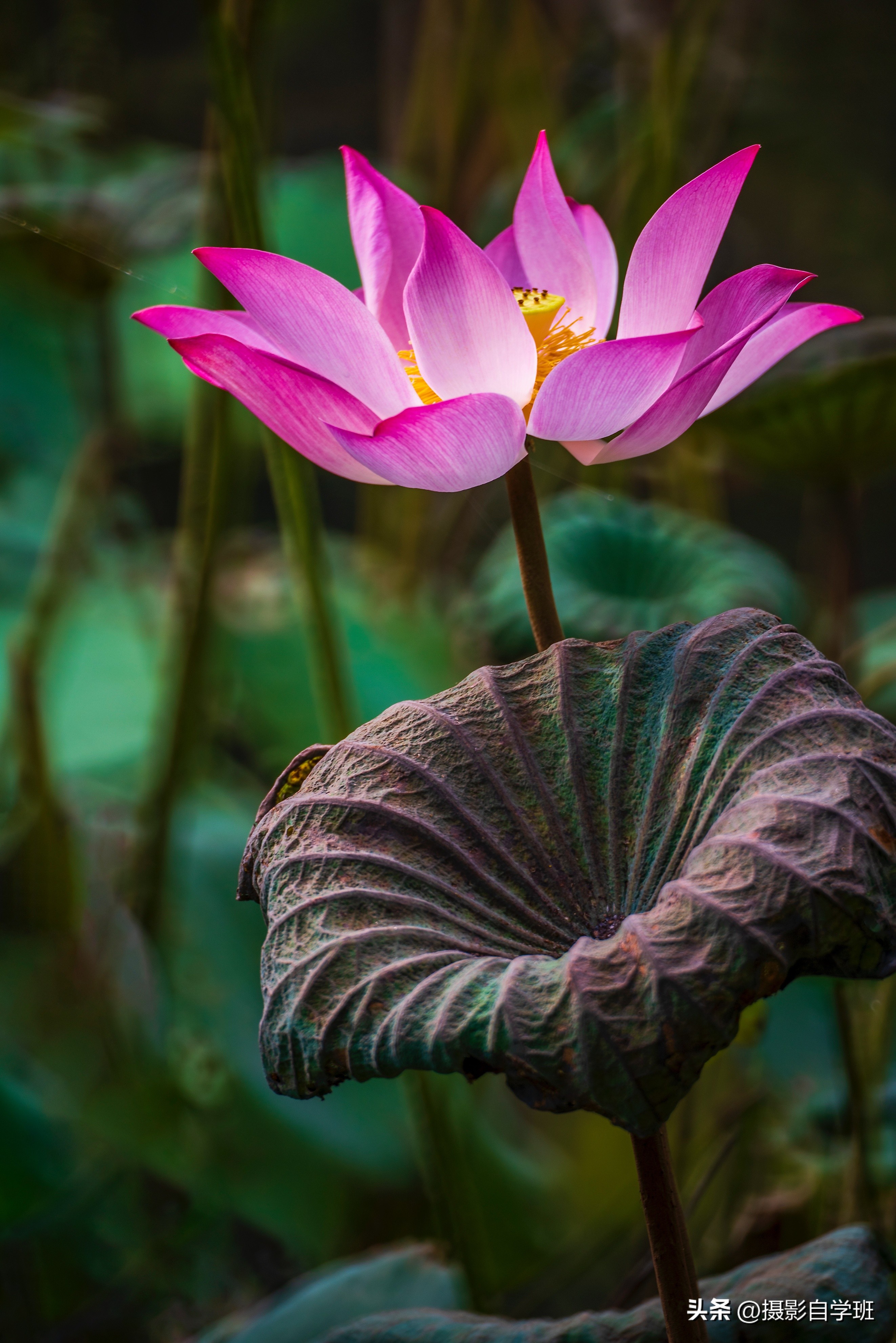 手机摄影教程花卉拍照方法,手机拍摄花卉教你4个拍摄角度