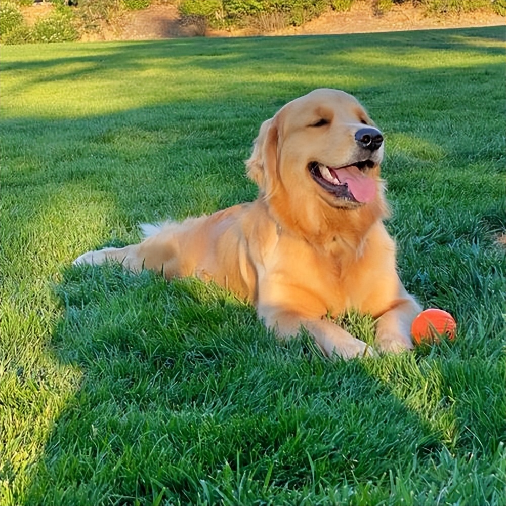 狗狗的这几种行为最容易被误解,狗狗有哪些特征说明它很委屈