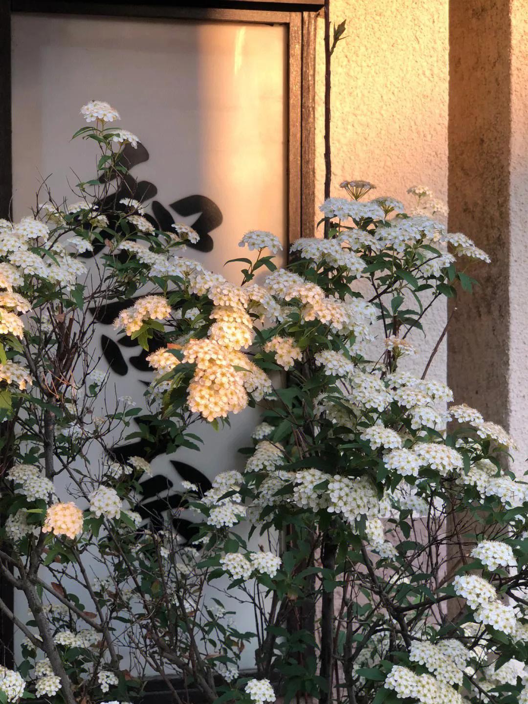 如果只能去一次日本，那我建议……