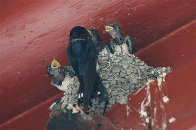 中国常见的斑鸠,斑鸠为何很少看到斑鸠巢穴