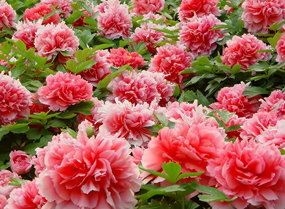 庭院的大门前种什么花树比较好,适合庭院的低矮四季常青的花树