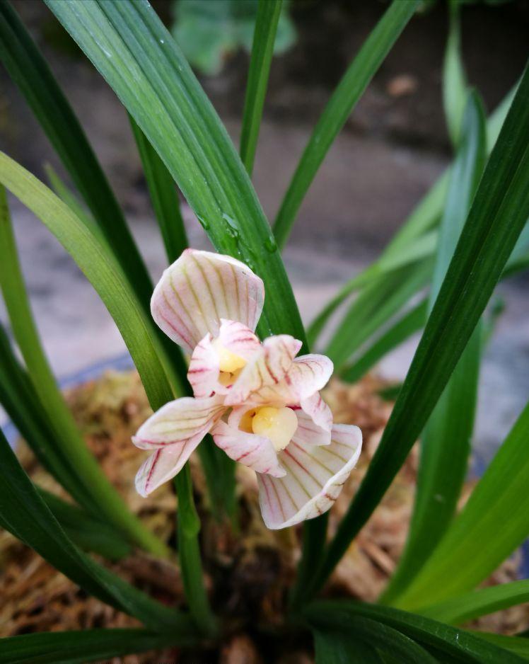 什么品种的兰花既香又好养,开花鲜艳比较香的兰花