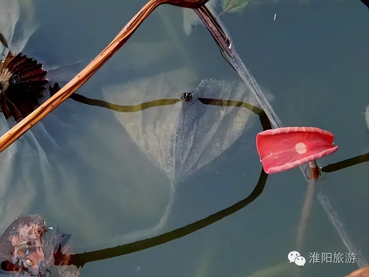 淮阳龙湖赏荷花的季节,淮阳观赏荷花的地方在哪里