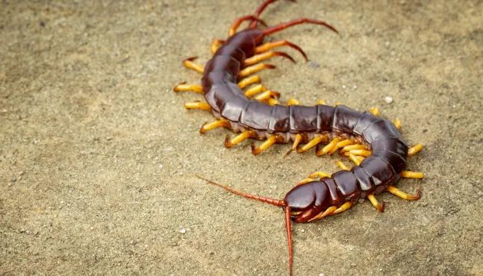 怎么防止蜈蚣虫进屋子,什么药防止蜈蚣爬进屋