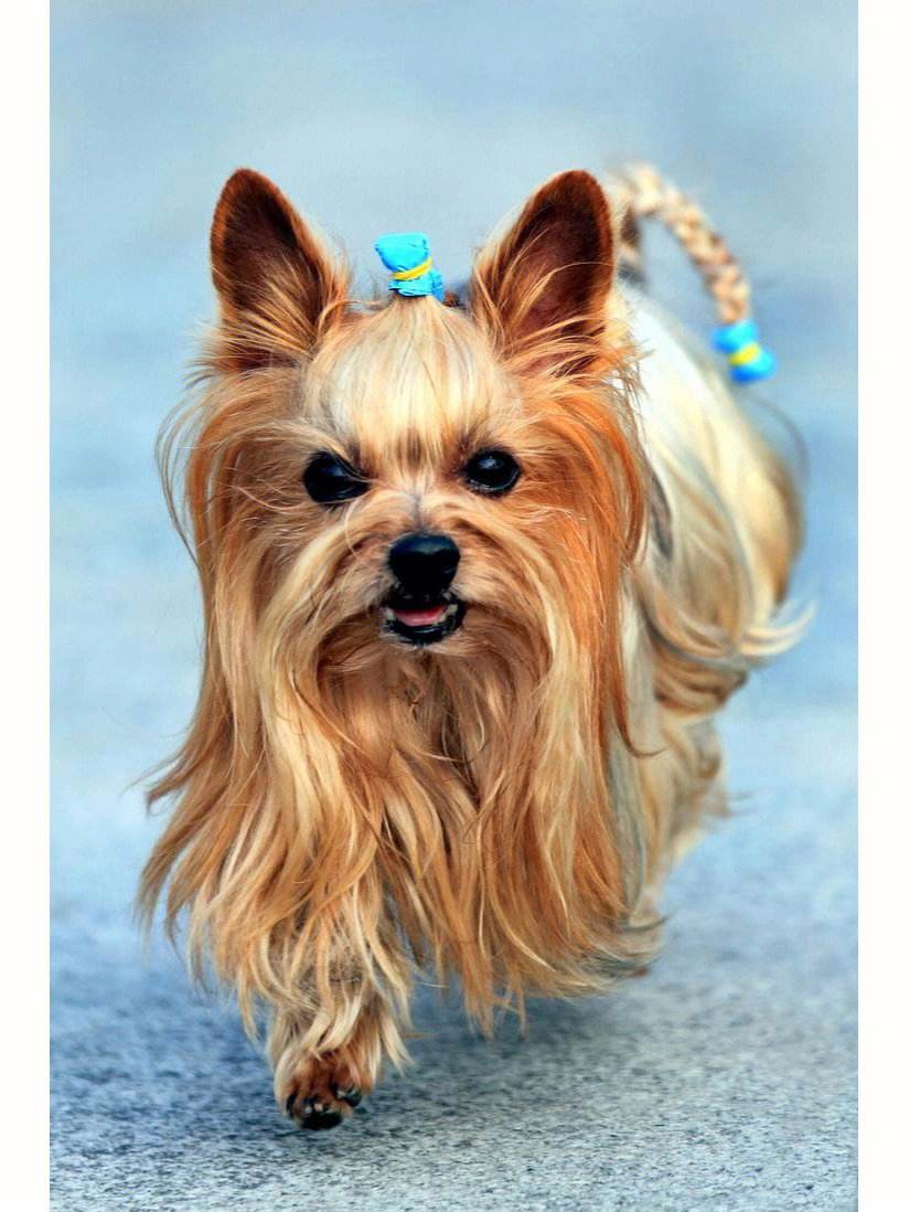 小型狗种类排行榜前十名,微型狗品种大全及图片