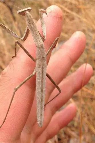 螳螂吃掉自己丈夫的头,螳螂为什么吃掉配偶螳螂吃蛇