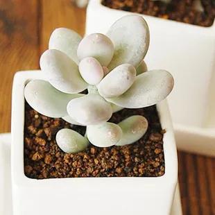 星美人,星美人怎么养