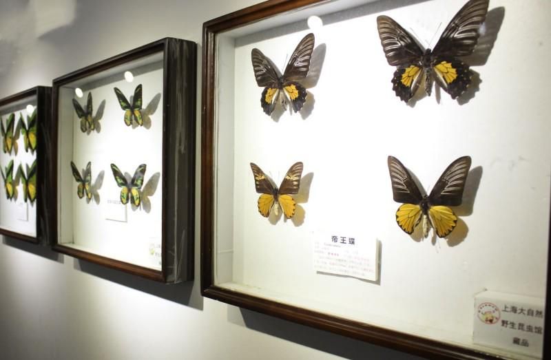 上海昆虫博物馆附近好玩的,上海科普昆虫世界