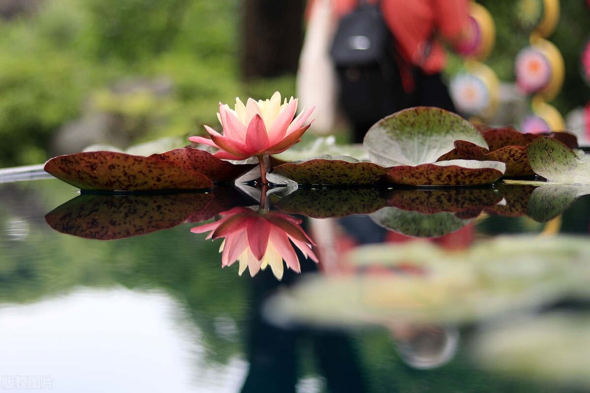 荷花是中国名花之一深受人们喜爱,传统名花荷花