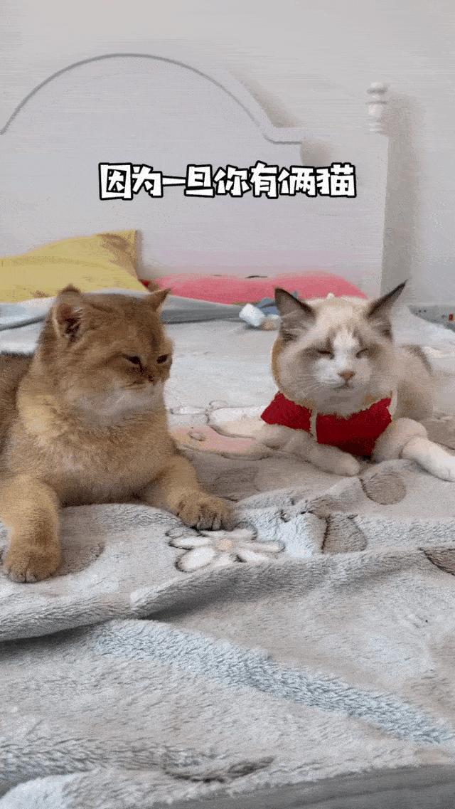 两个猫掐架怎么办,和铲屎官打架的猫咪