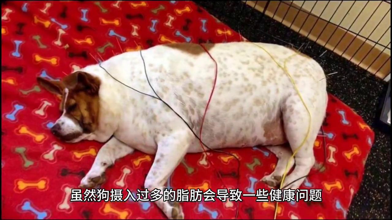 狗狗皮肤干燥掉了一点点毛,狗狗皮肤干燥怎么办