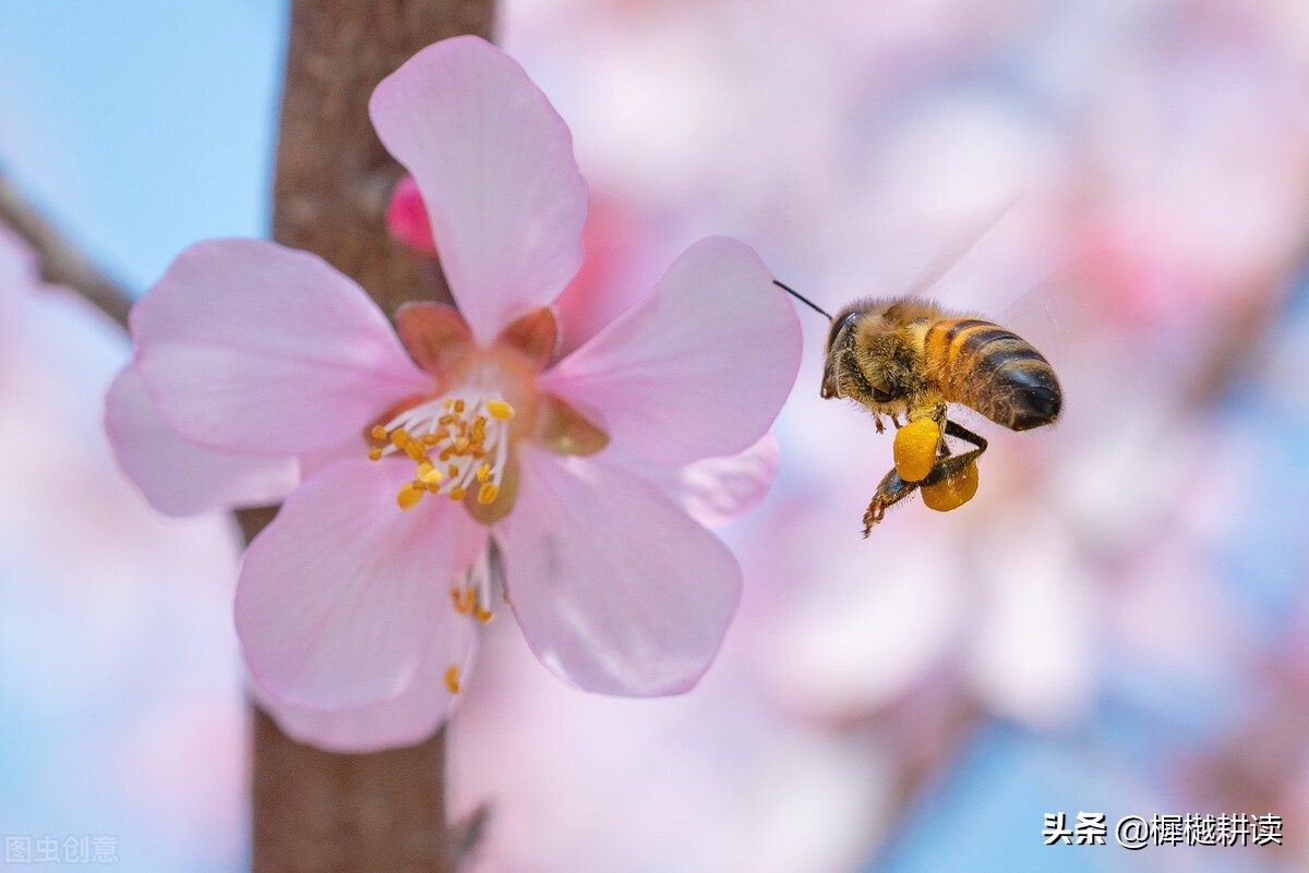玉露为酒花为粮的意思,蜜蜂不食人间仓