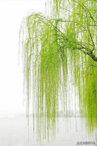 2022年，绿汀文学社巜天天诗刊》第71期