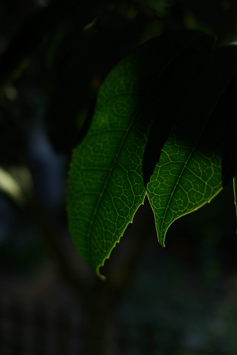 理光gr3微距放大倍率,理光gr3微距为什么是模糊的