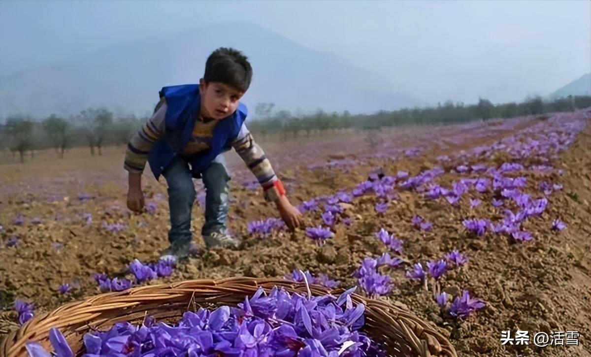 伊朗藏红花精品藏红花,藏红花主要产自哪国