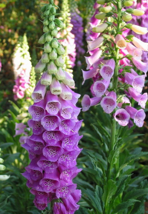 视觉盛宴五种赏花名花供您选择,春天十种最美的花介绍