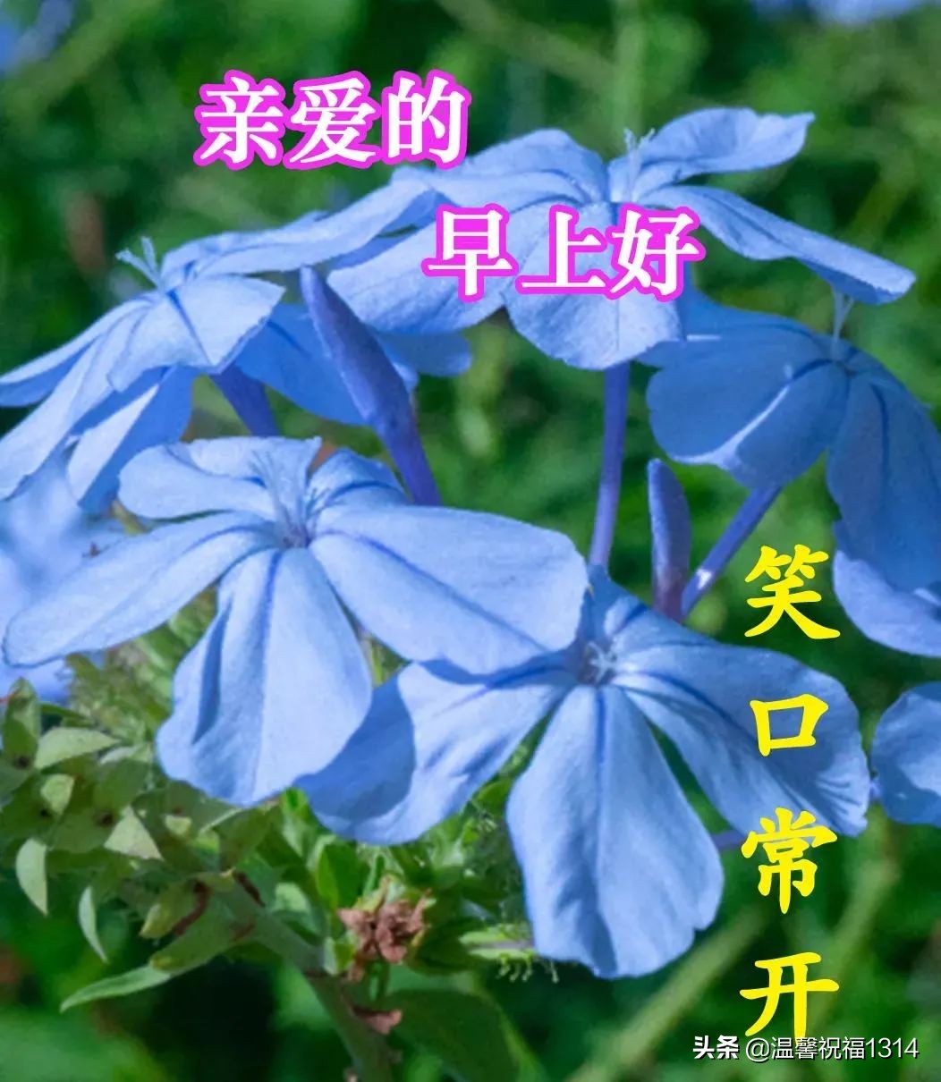 最美早安问候祝福语图片带字温馨,最温馨带字的早安问候图片图文