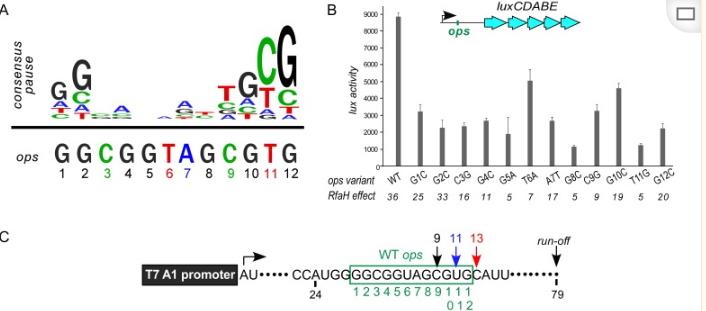 使用通过开环复分解（romp）途径衍生的抗菌聚合物检测细菌