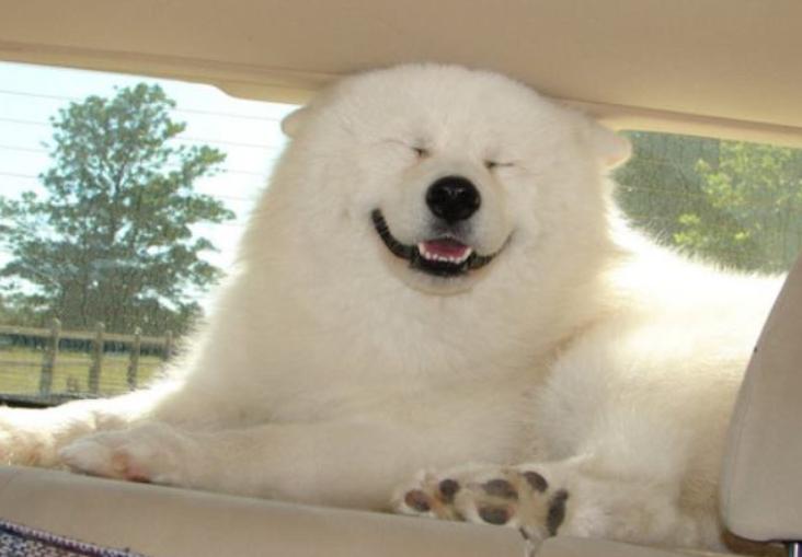 萨摩耶掉毛过程,萨摩耶铲屎官完整版