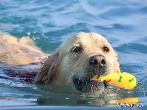 狗狗夏季中暑该如何急救,狗狗避免中暑急救处理方法