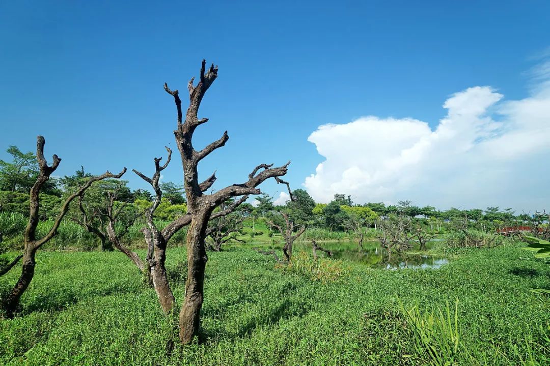 广州鹤之洲湿地公园游玩攻略简介,增城凤凰古城一日游最佳去处
