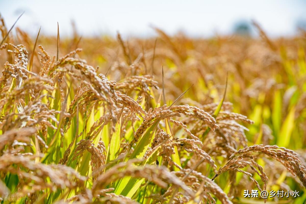 不怕处暑晴就怕处暑雨什么意思,不怕立秋下雨就怕立秋晴天
