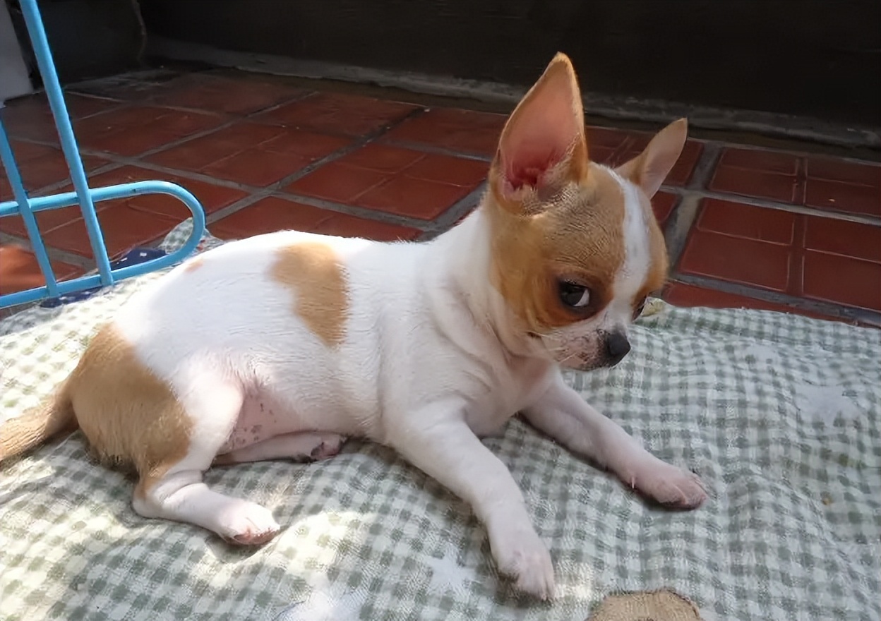 吉娃娃不听话什么原因,吉娃娃爱咬人怎么办