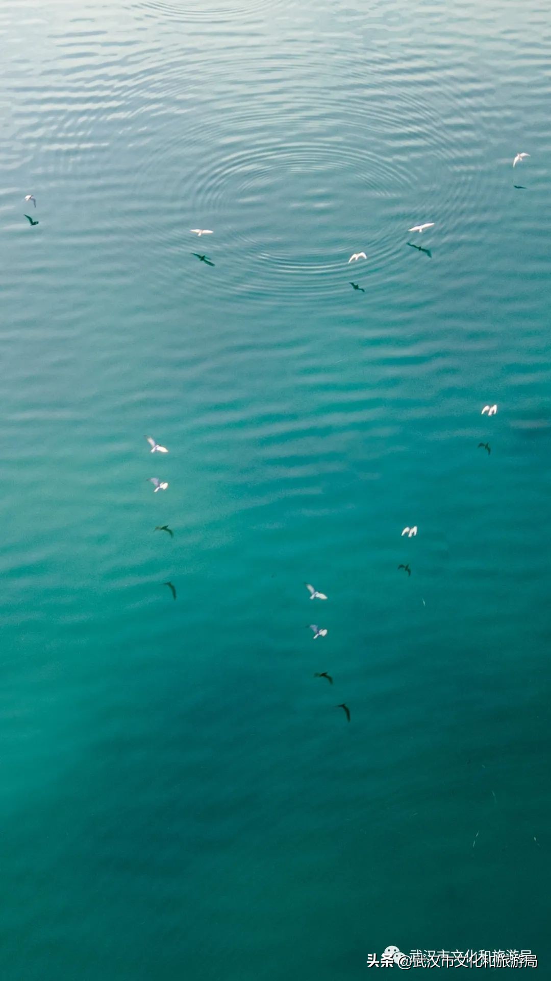 武汉元旦天气情况,武汉元旦有哪些活动