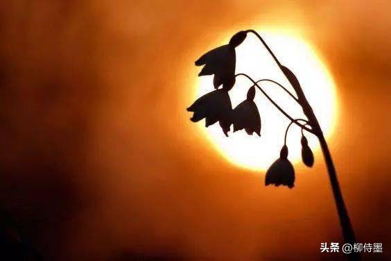 手机拍摄花朵的摄影技巧,拍照技术技巧花朵