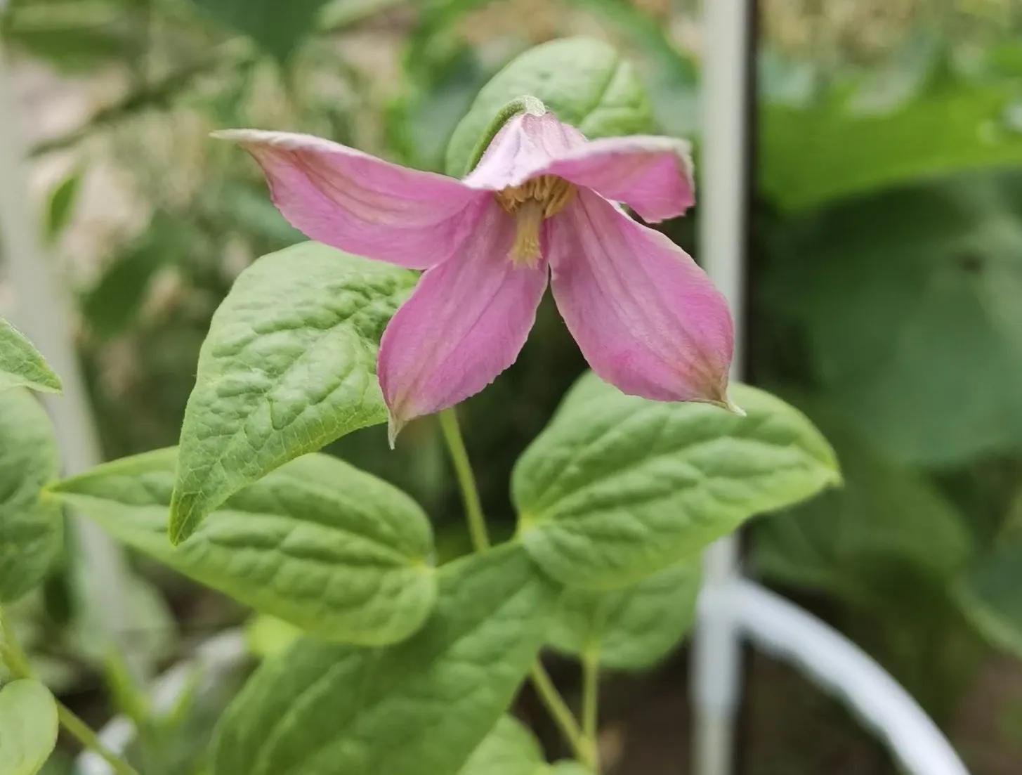 我的花草日记——顶着烈日开放的美国薄荷,坚守着一份清凉舒爽