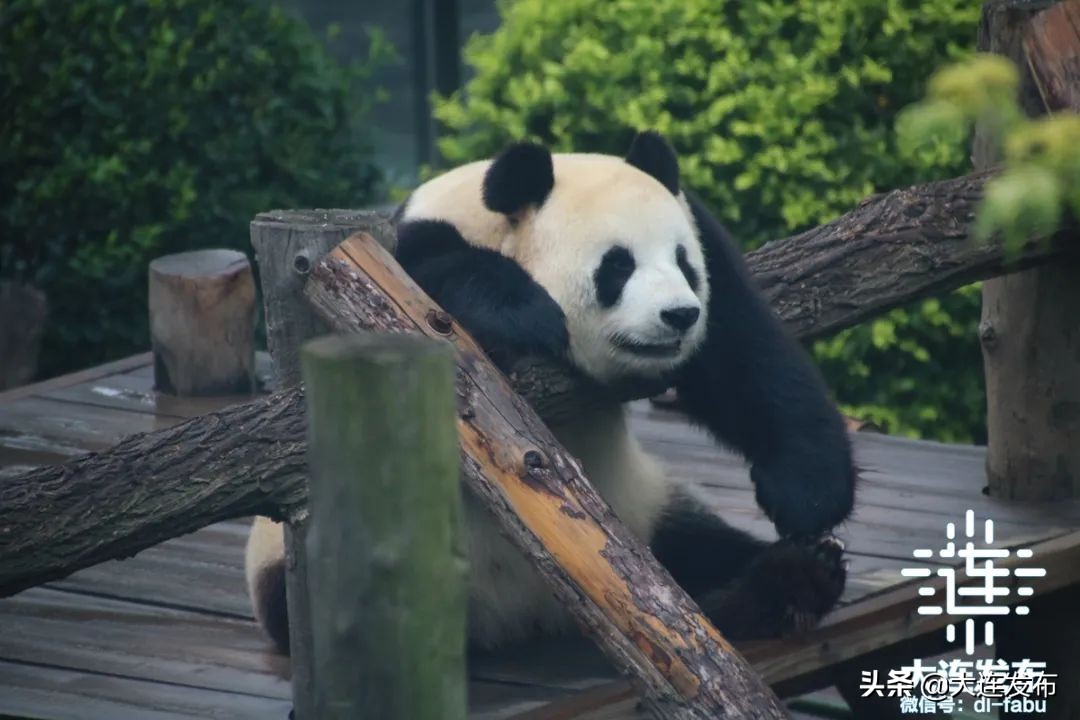 儿童节景区免费,多景区推儿童节优惠政策