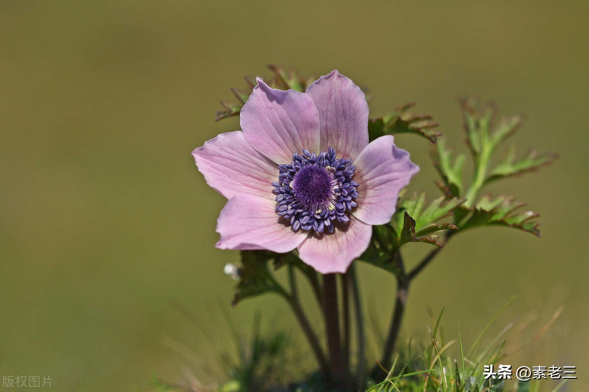 女作家去做保姆173,女作家去做保姆906