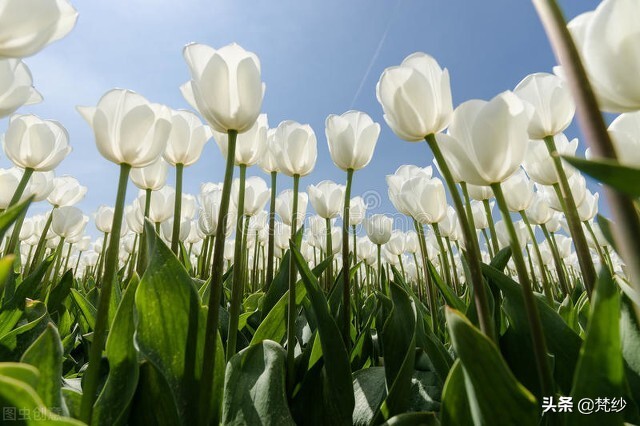 郁金香的寓意和花语文案,郁金香花语及寓意怎么画