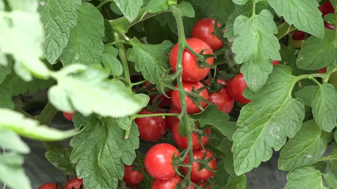 擦亮高原特色农产品名片,擦亮农产品金名片