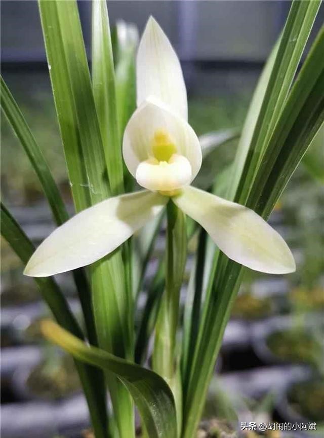云南发现一株顶级兰草,云南发现野生兰花