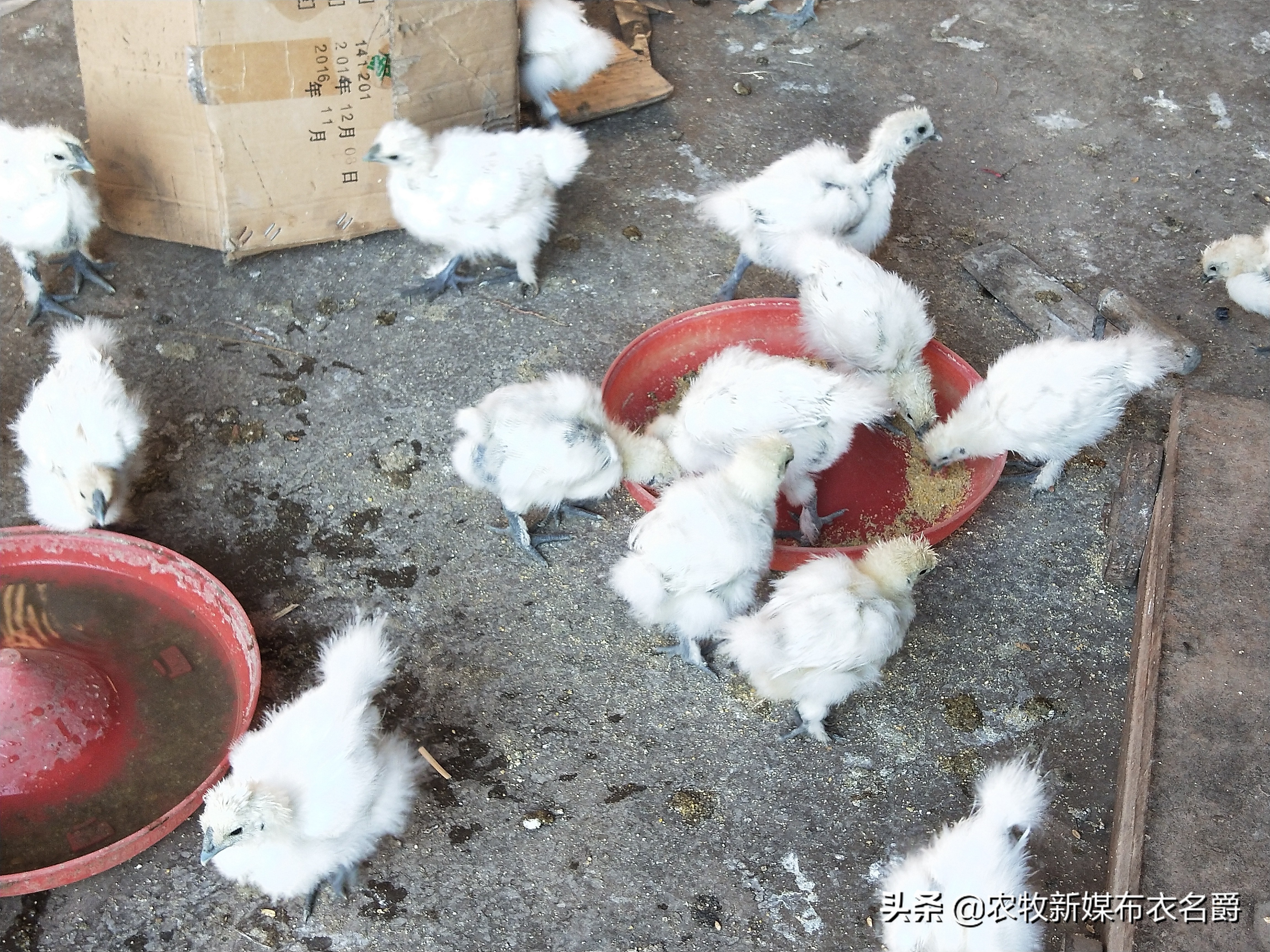 鸡大肠杆菌病的发病症状与治疗,鸡大肠杆菌病特效药有哪些