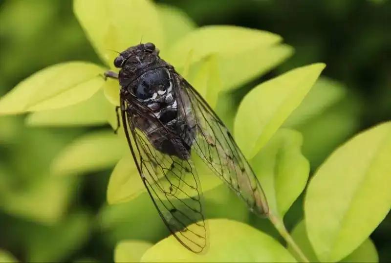 诗经夏天的诗句有哪些,古诗里面描写夏天的诗句有哪些