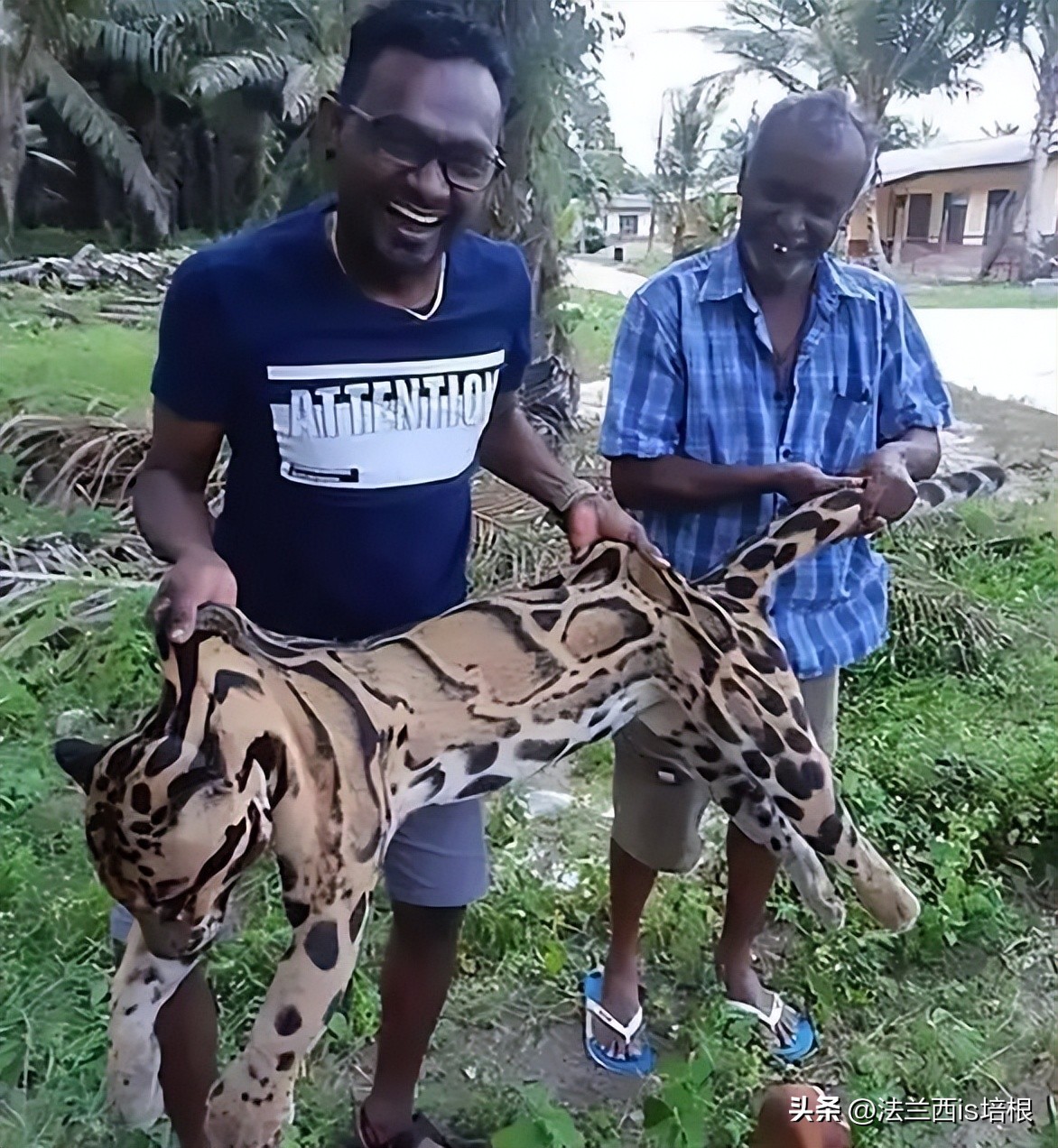 中国最难人工繁育的动物,我国濒危的豹