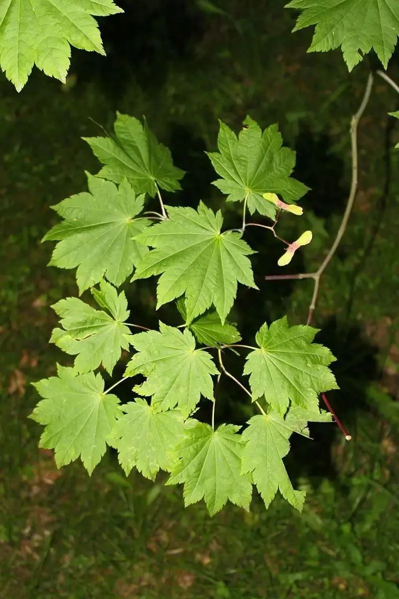 「秋天必看」枫树图鉴22年版——鸡爪枫及日本枫篇