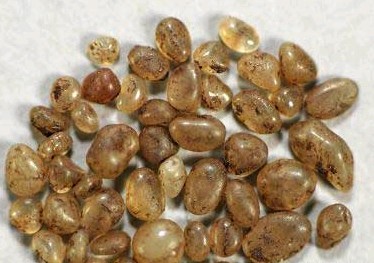 舍利子究竟是怎么形成的,舍利子的形成原理