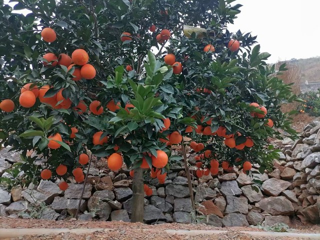 雷波脐橙没有酸味,雷波脐橙真的好吃吗