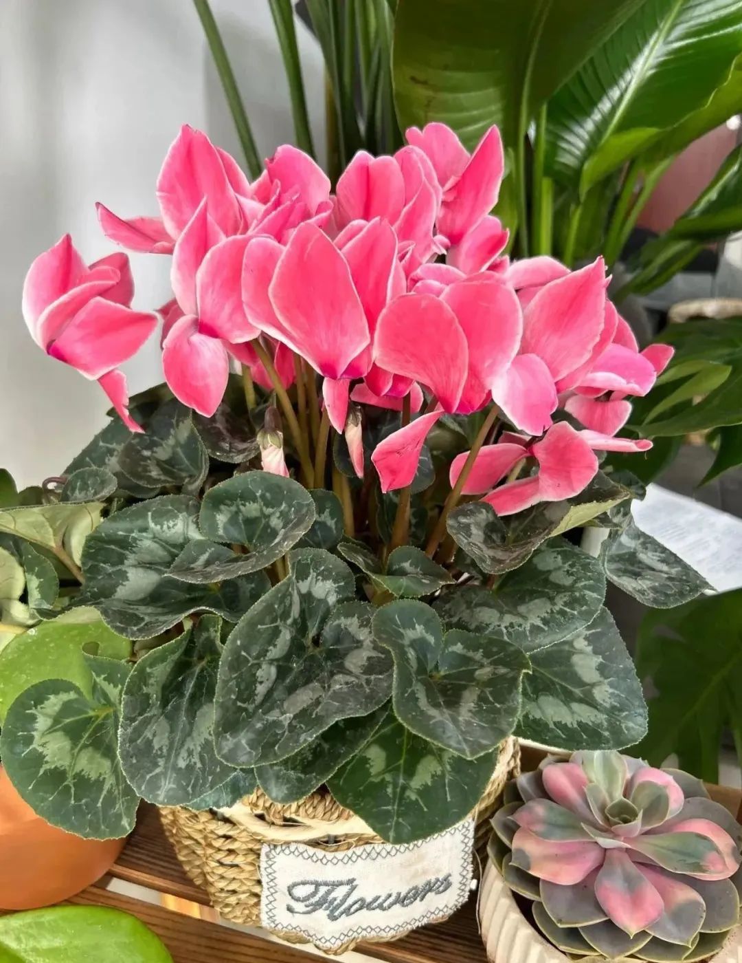 新手买花的正确方法,一招教你买花不踩坑